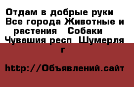 Отдам в добрые руки  - Все города Животные и растения » Собаки   . Чувашия респ.,Шумерля г.